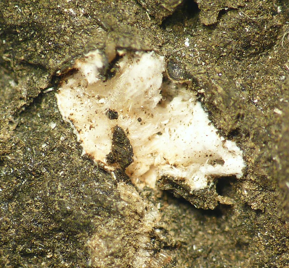 Ferrierite-Na