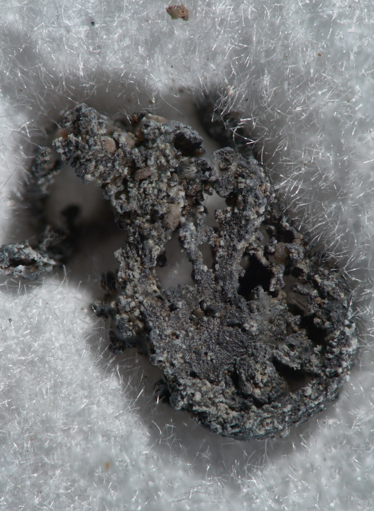 Native Lead Psm Fossil