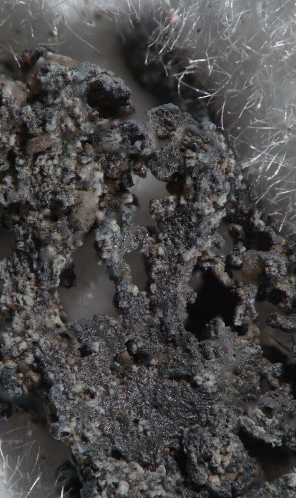 Native Lead Psm Fossil