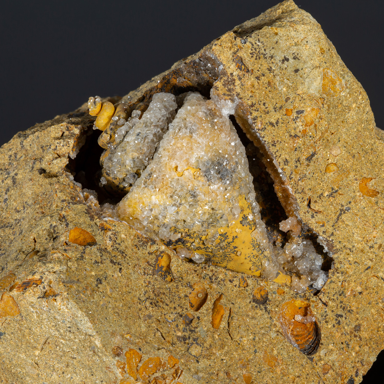 Calcite & Fossil