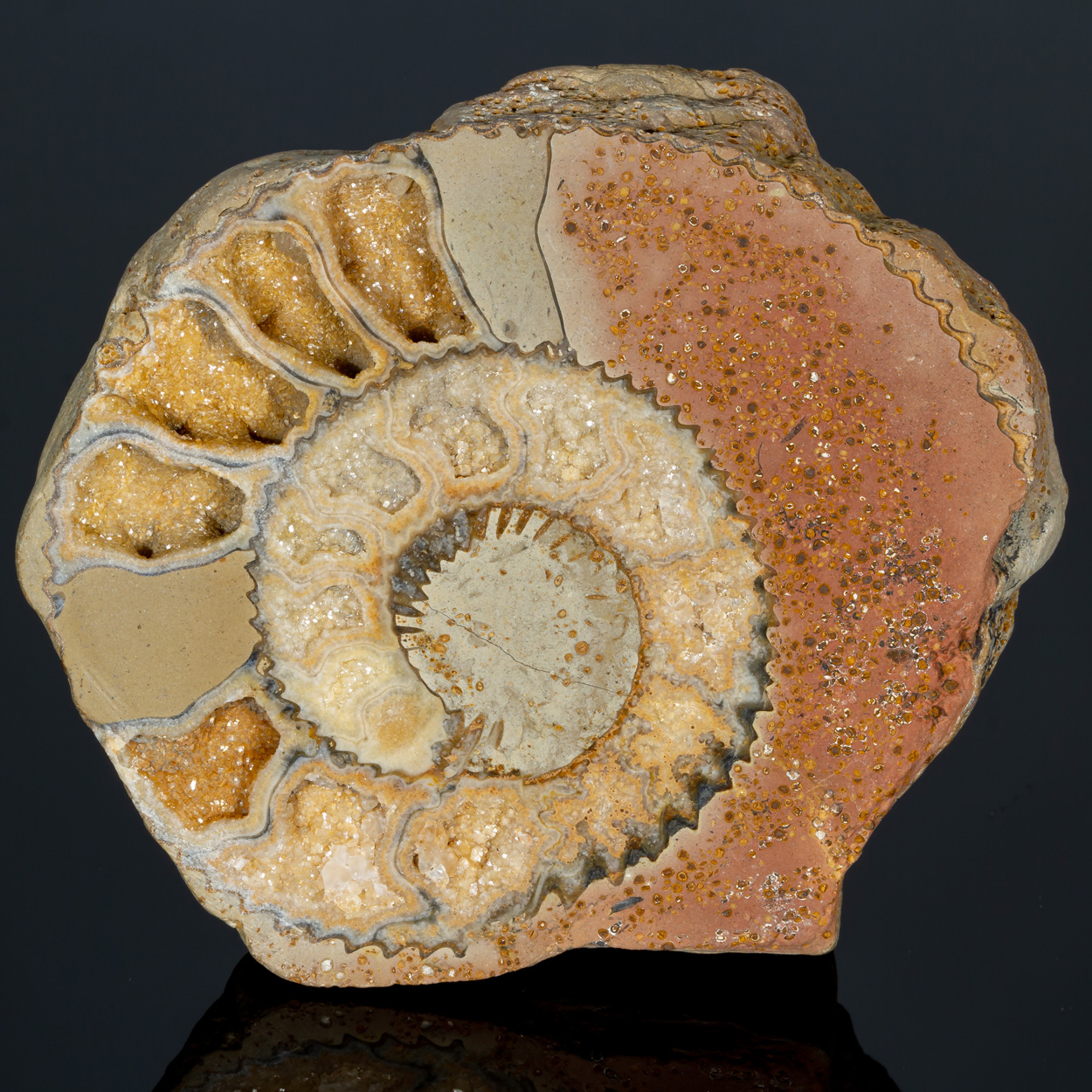 Fossil & Calcite