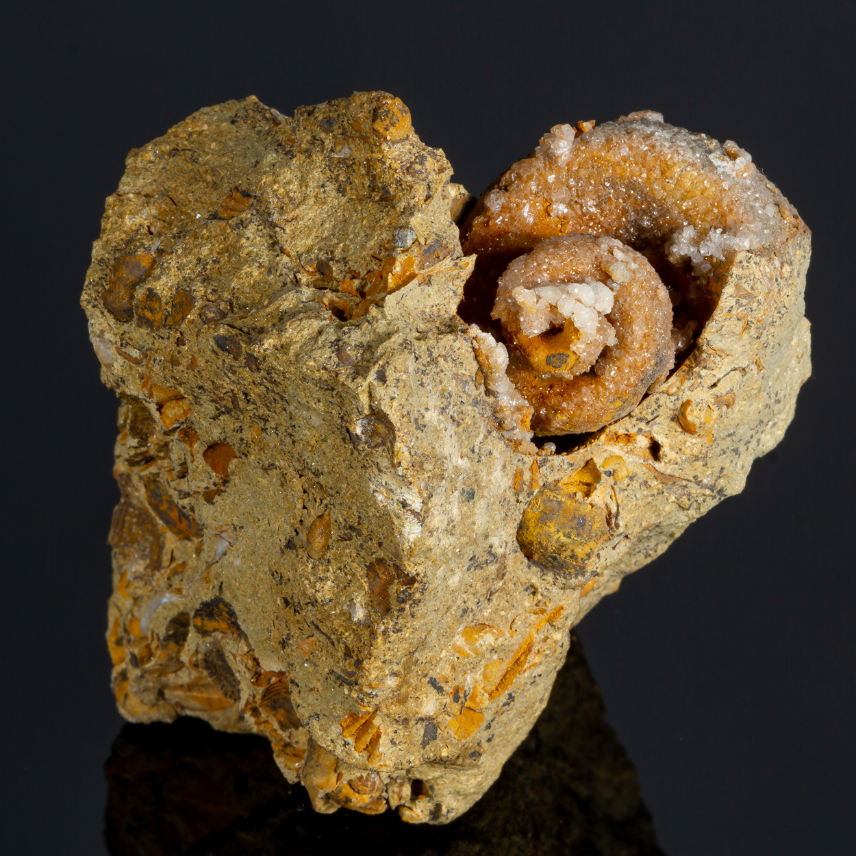 Calcite & Fossil