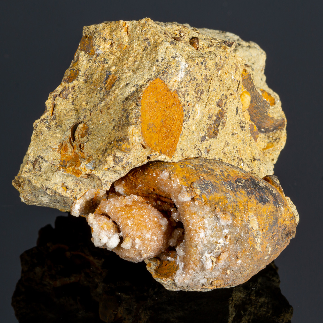 Calcite & Fossil