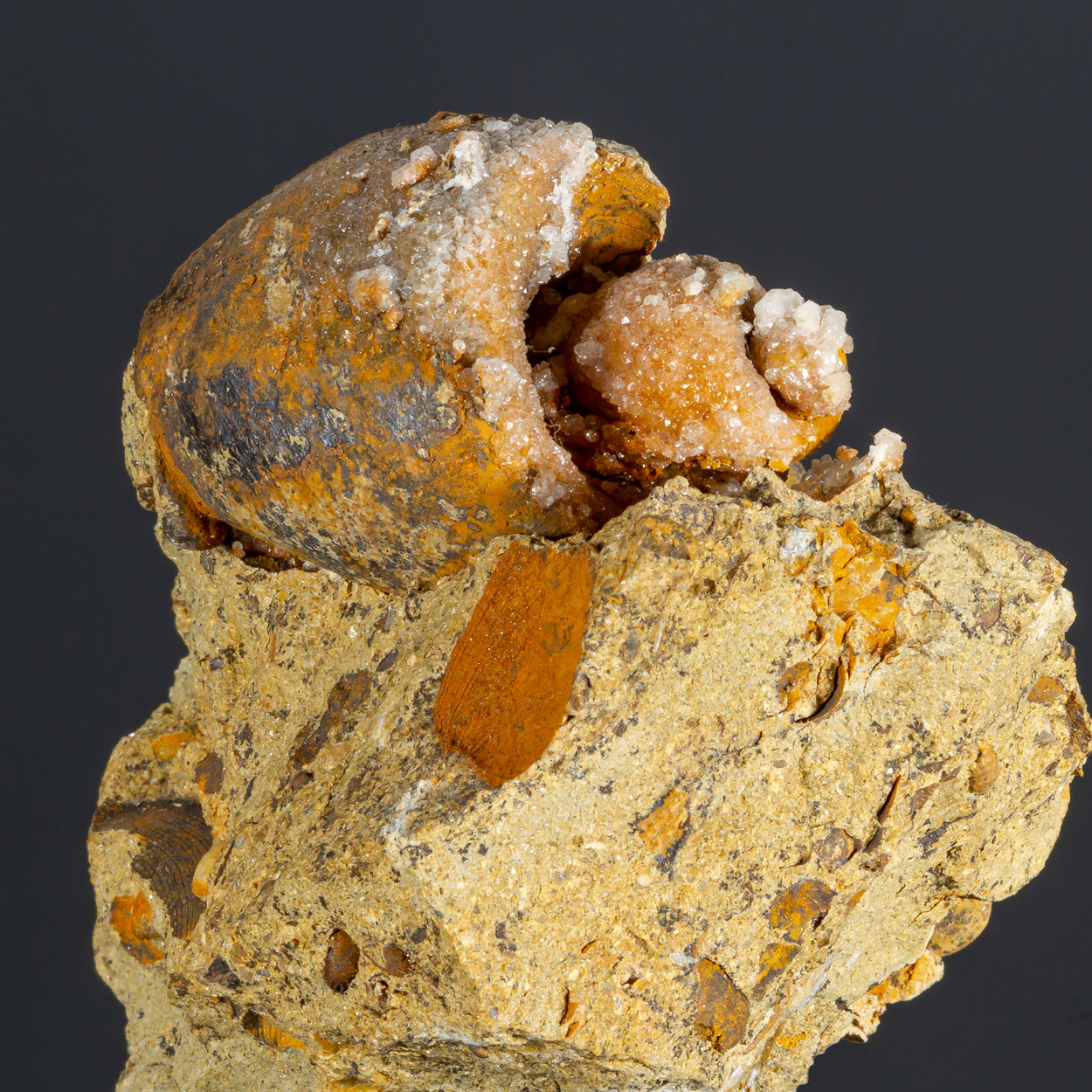 Calcite & Fossil