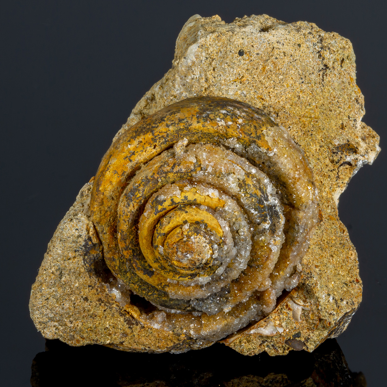 Calcite & Fossil