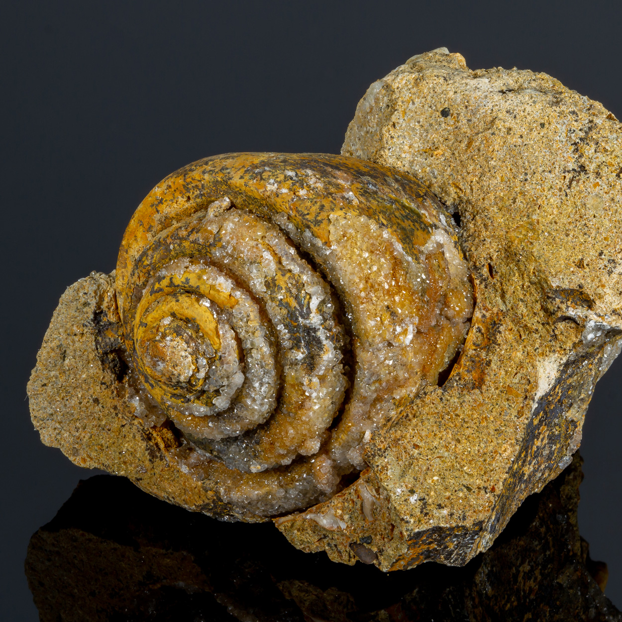 Calcite & Fossil
