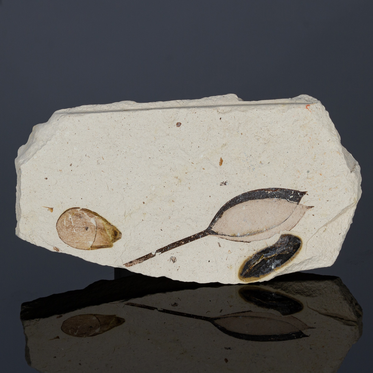 Fossil