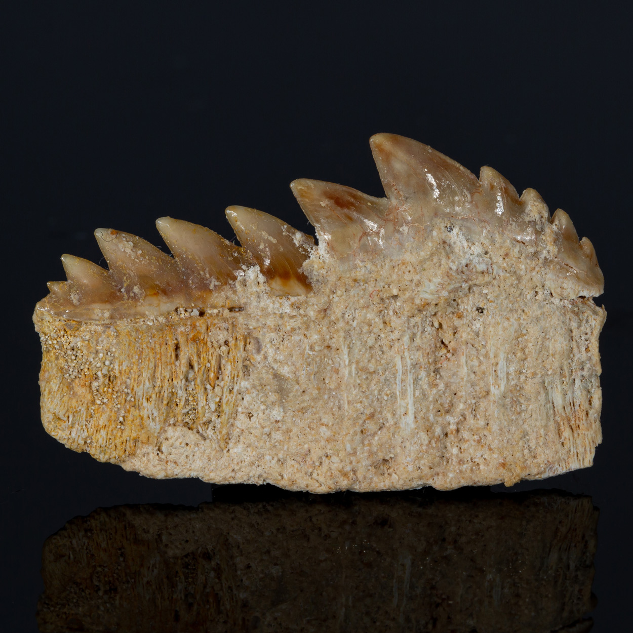 Tooth Fossil