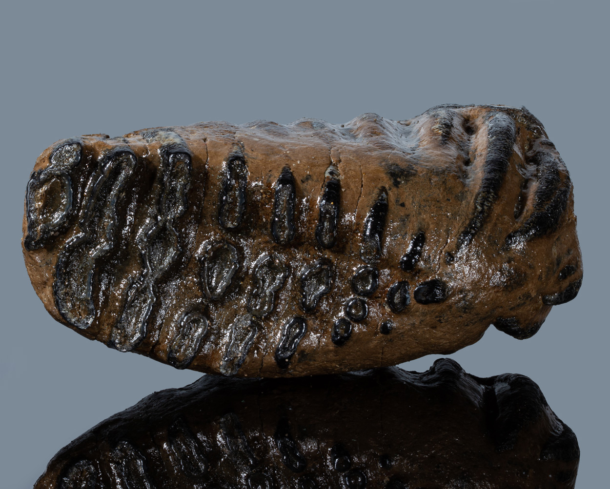 Fossil Tooth