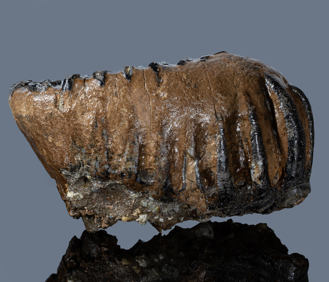 Fossil Tooth