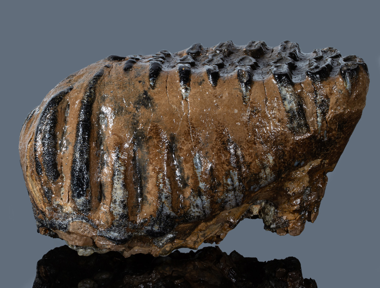 Fossil Tooth