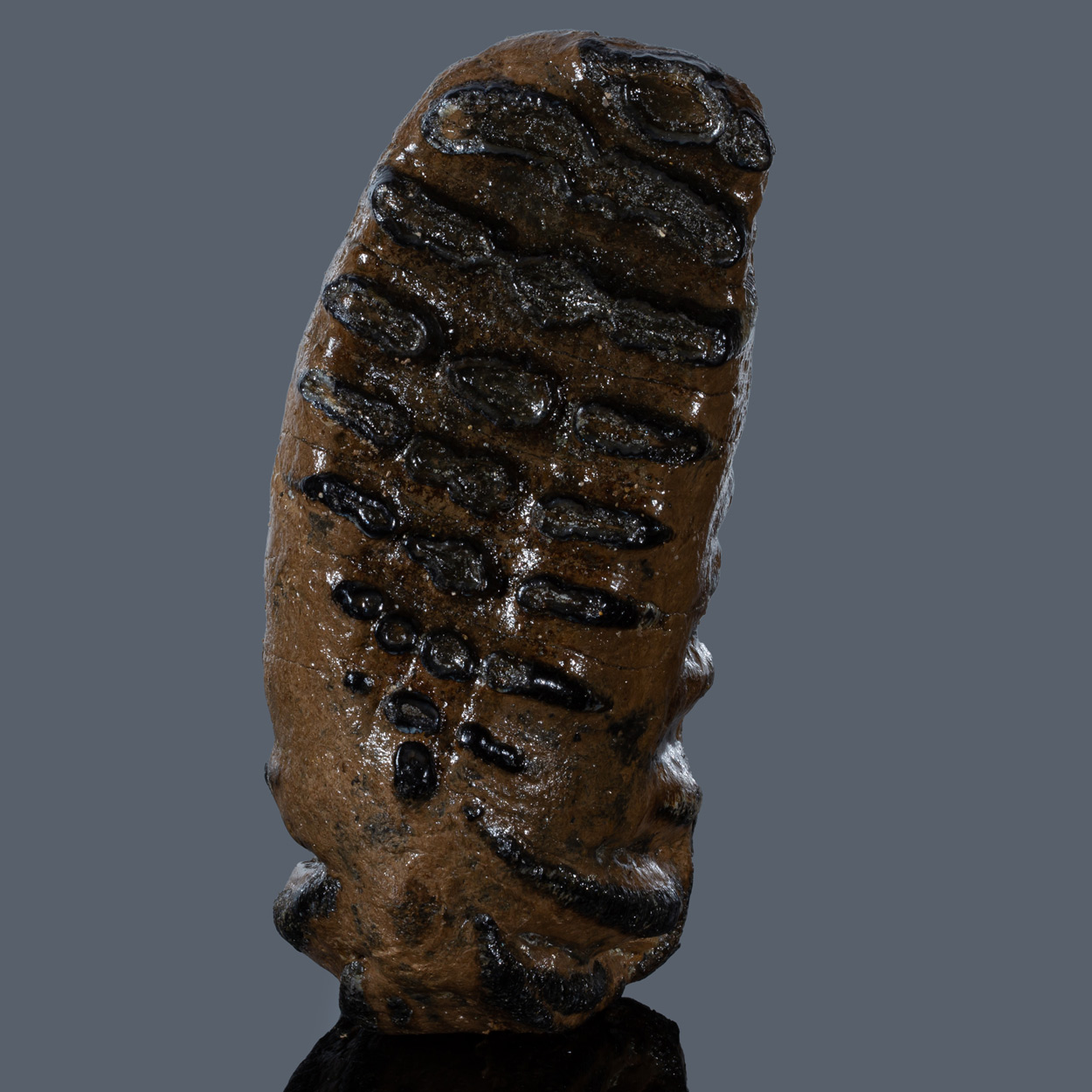 Fossil Tooth