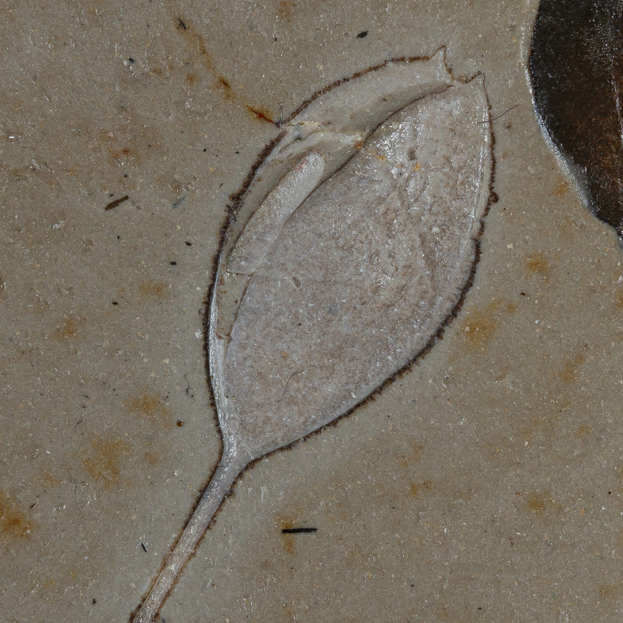 Fossil