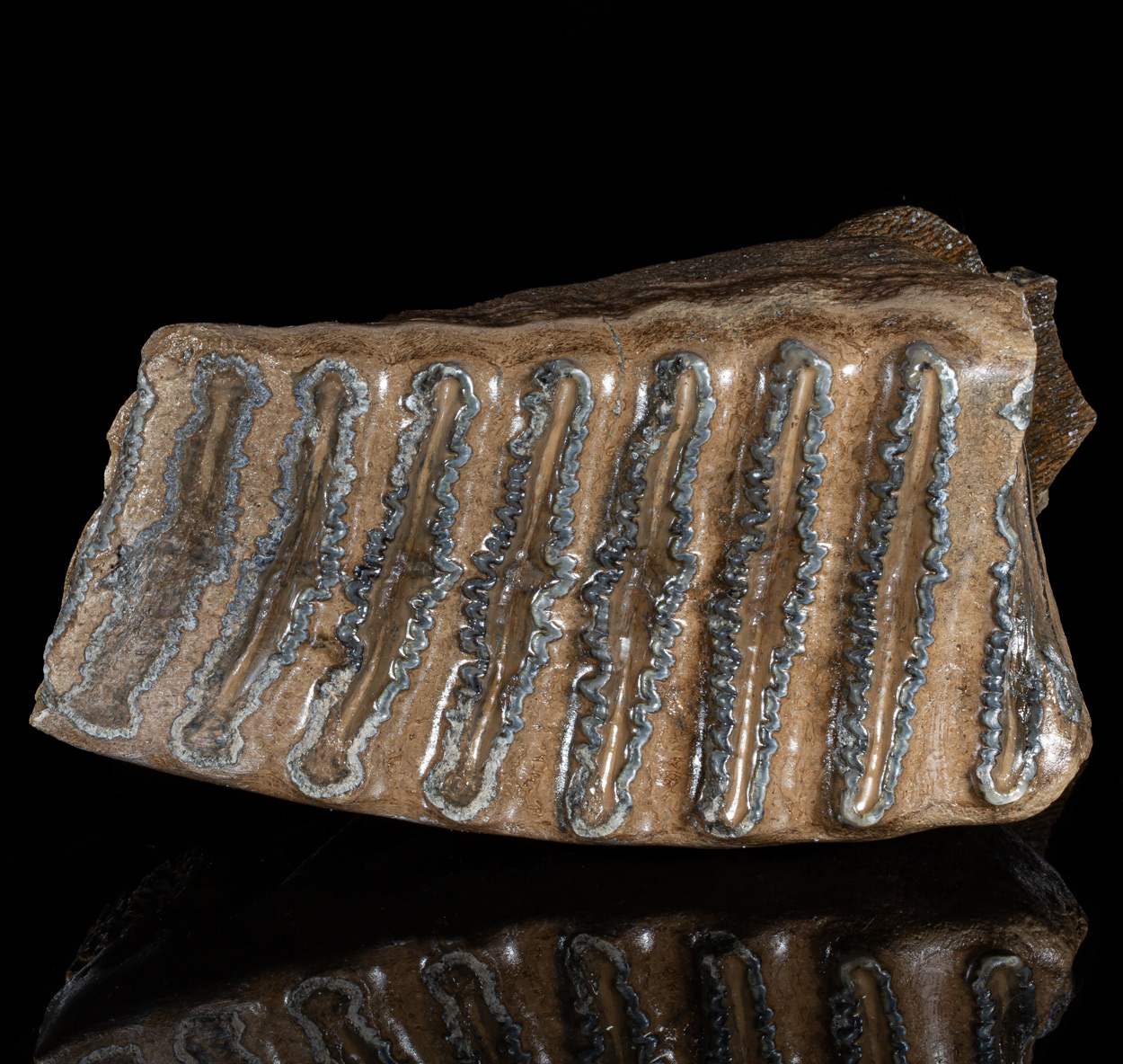 Fossil Tooth