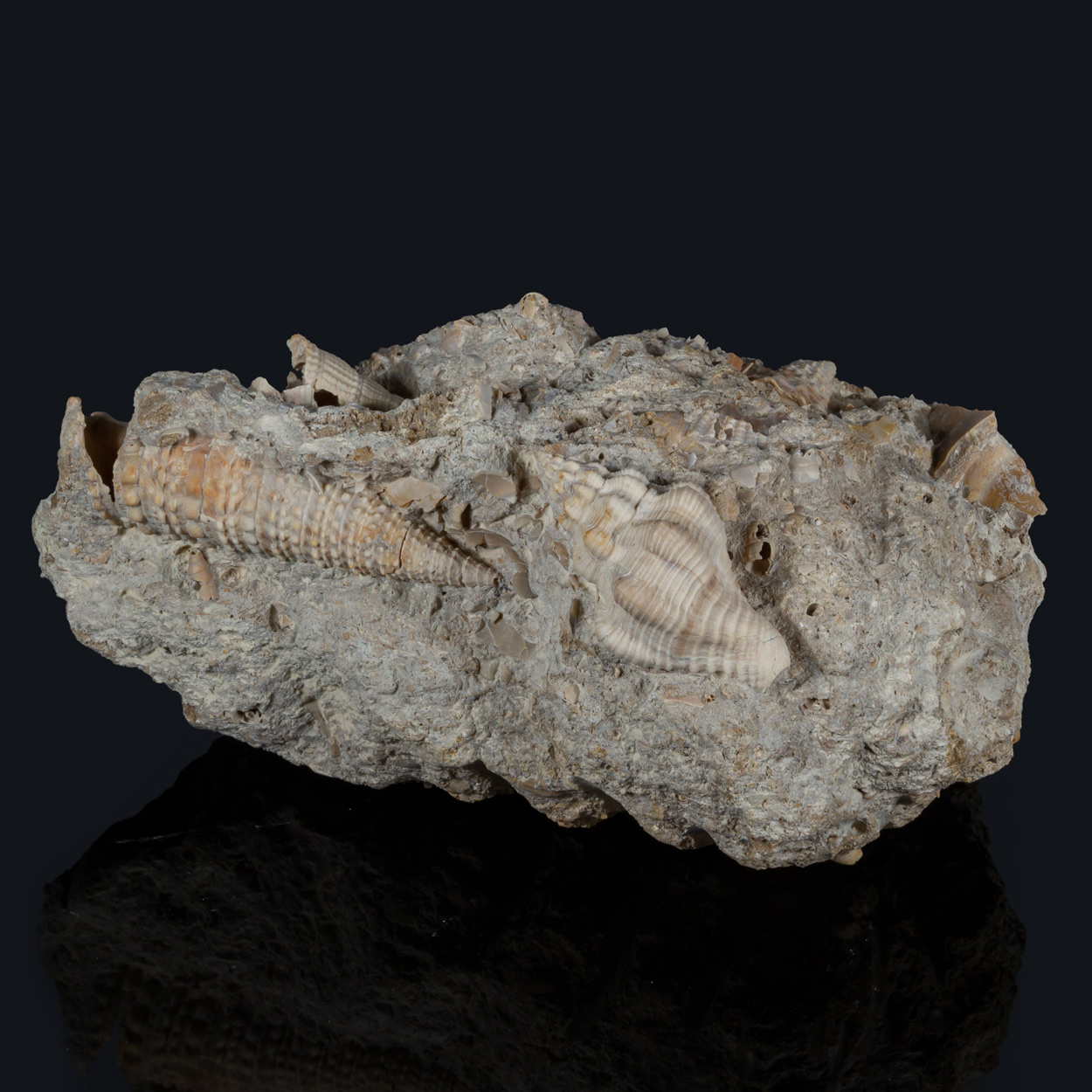 Fossil Gastropod