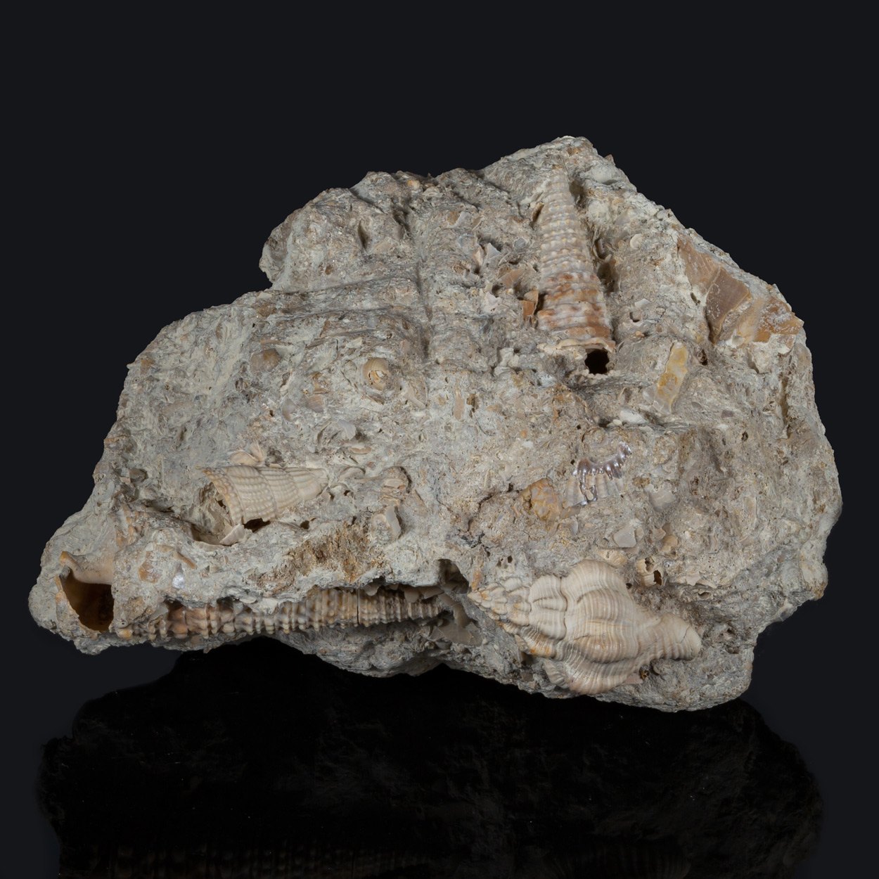 Fossil Gastropod