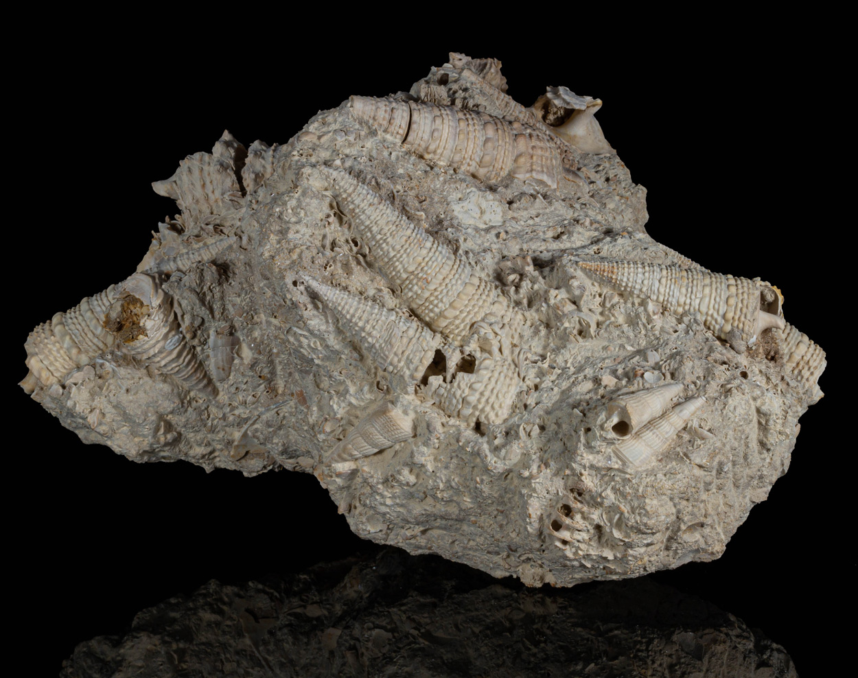 Fossil Gastropod