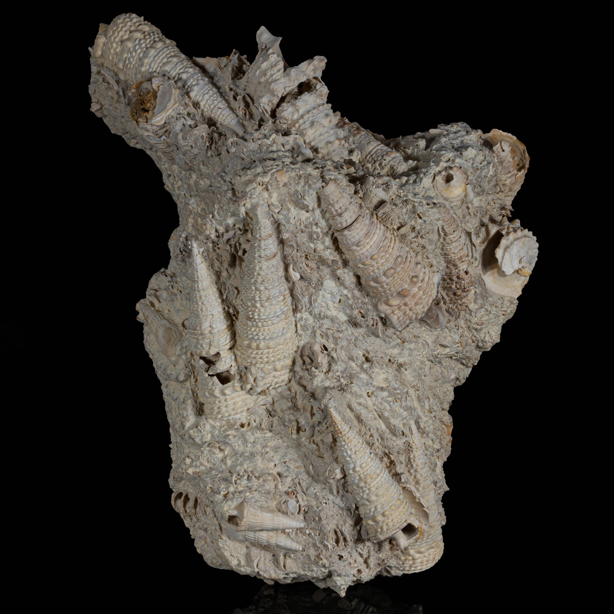 Fossil Gastropod