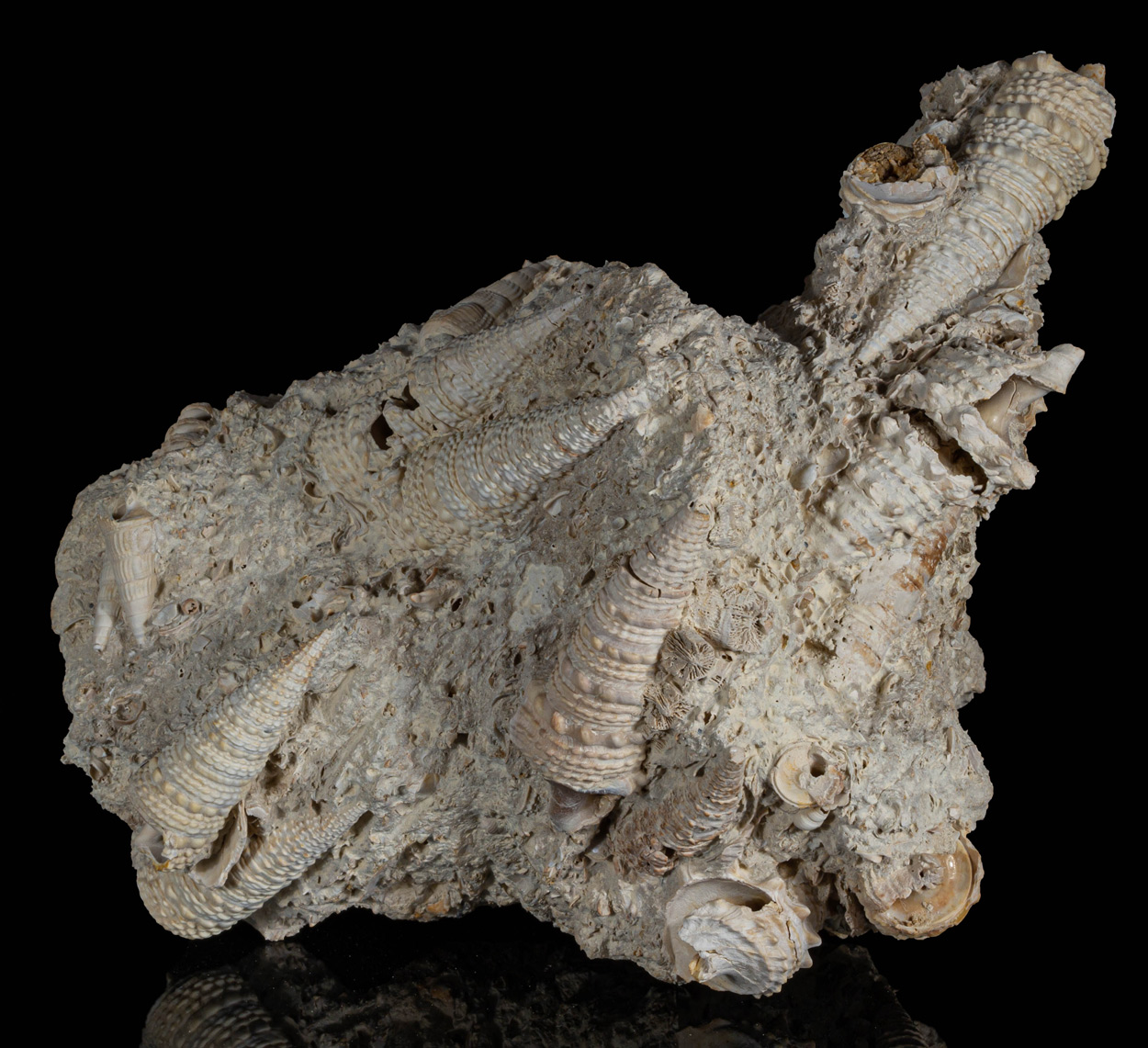 Fossil Gastropod