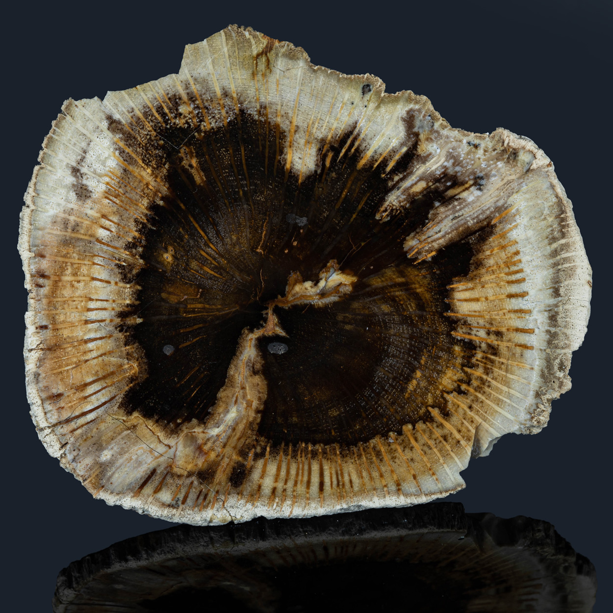 Petrified Wood