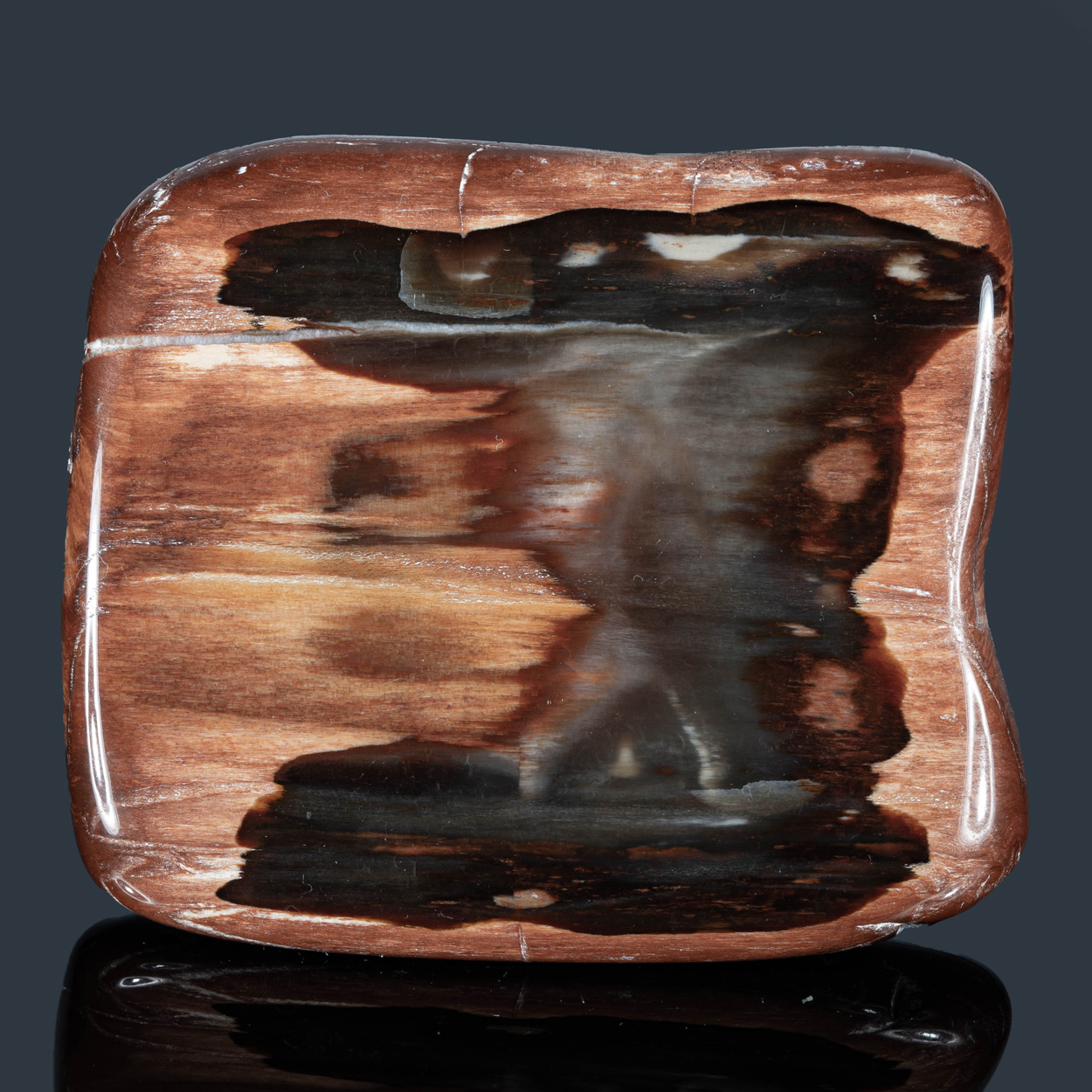 Petrified Wood