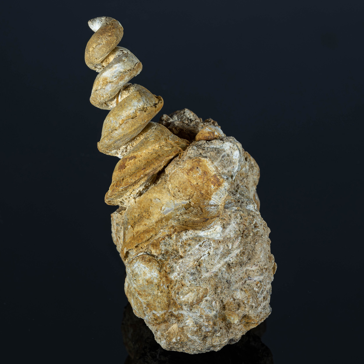Fossil