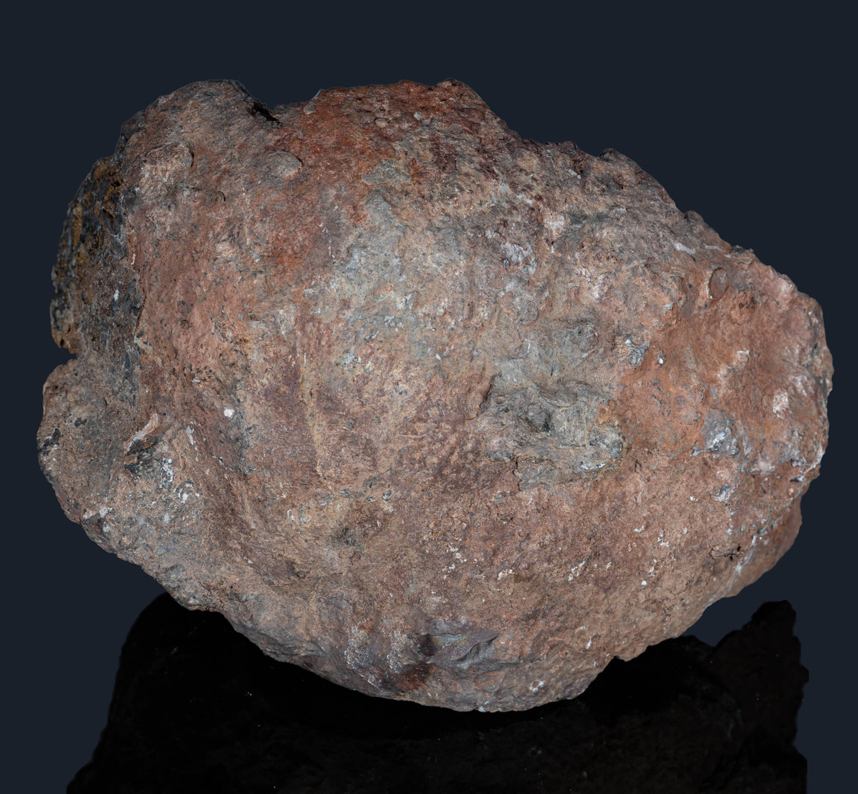 Fossil Crinoid Quartz Calcite & Siderite