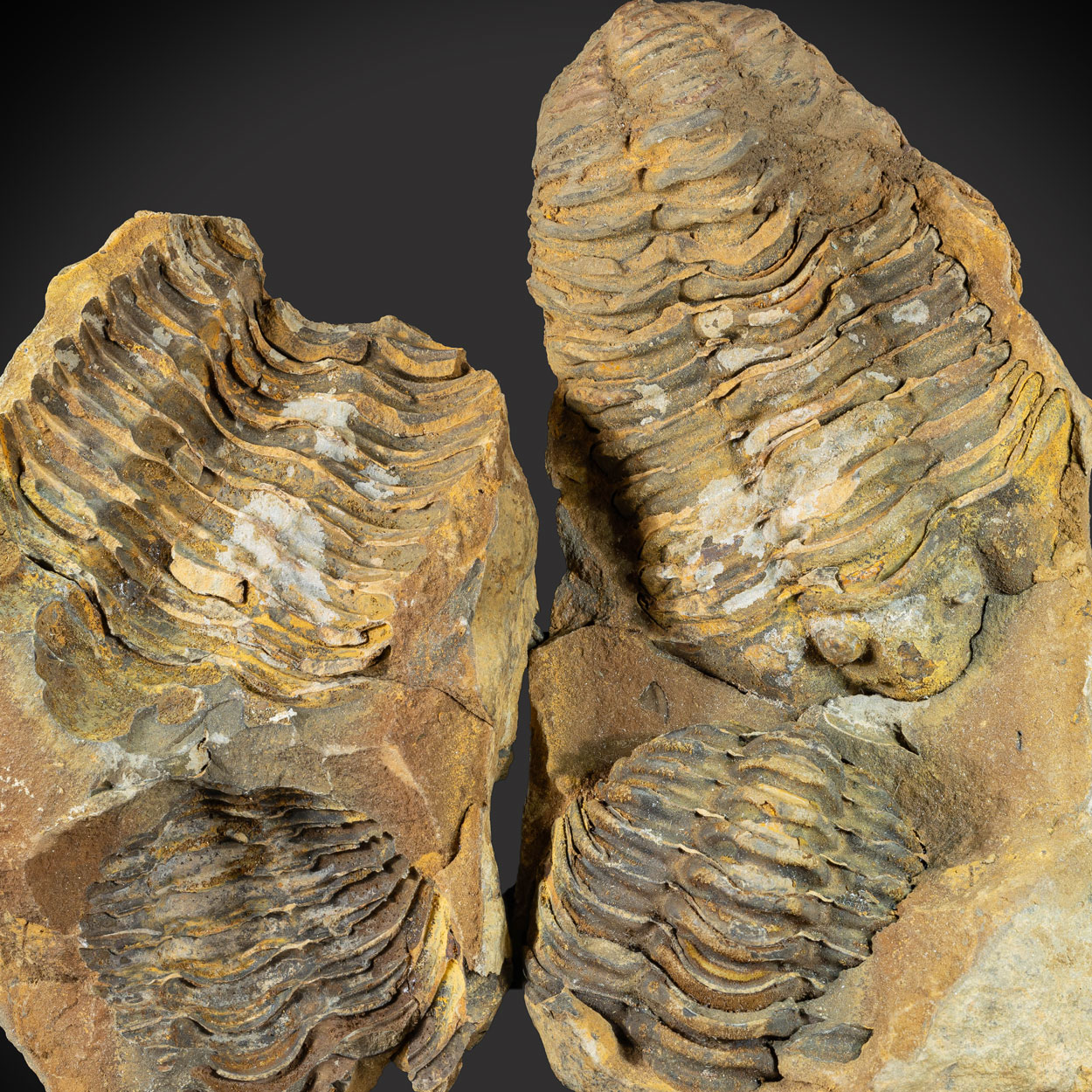 Fossil Trilobite