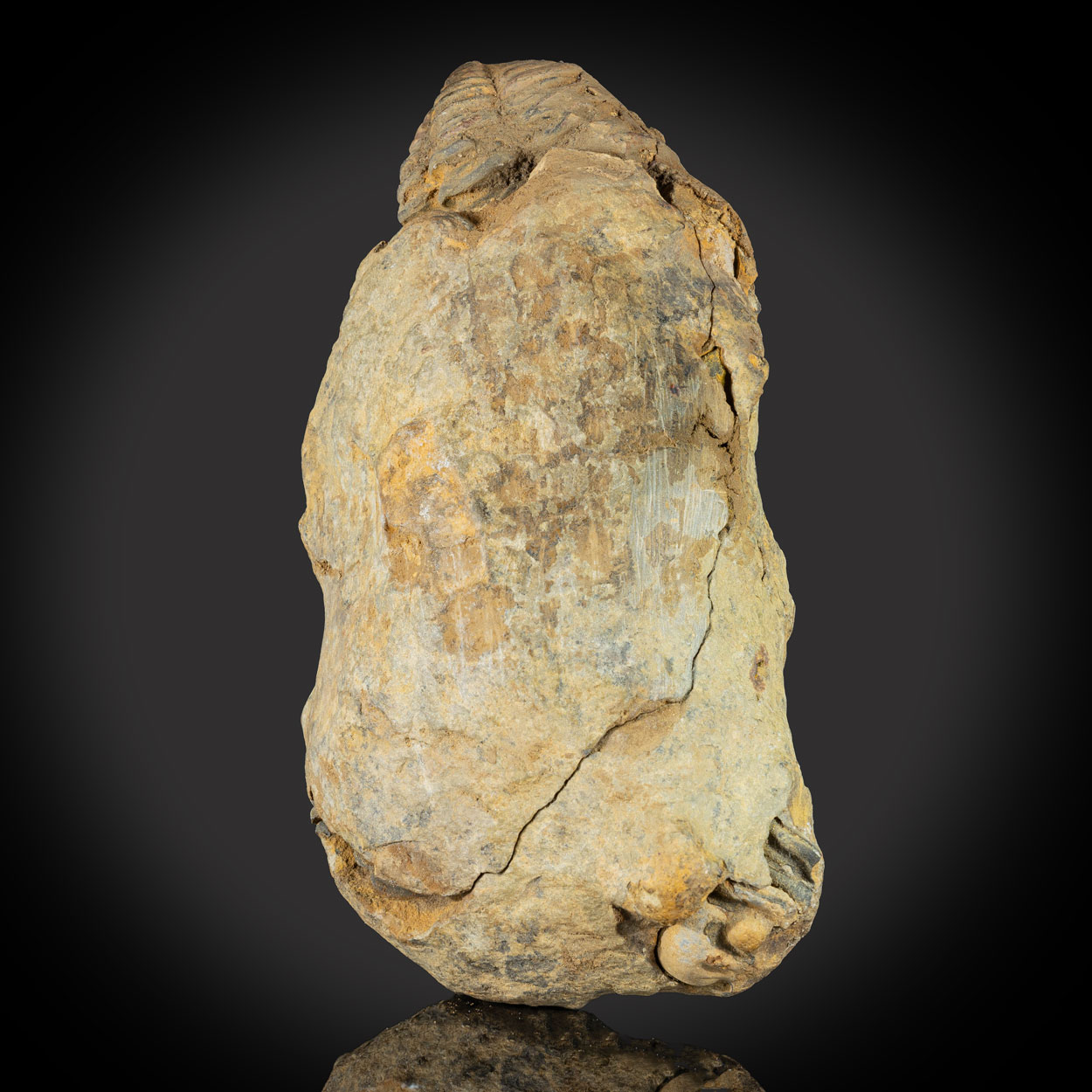 Fossil Trilobite