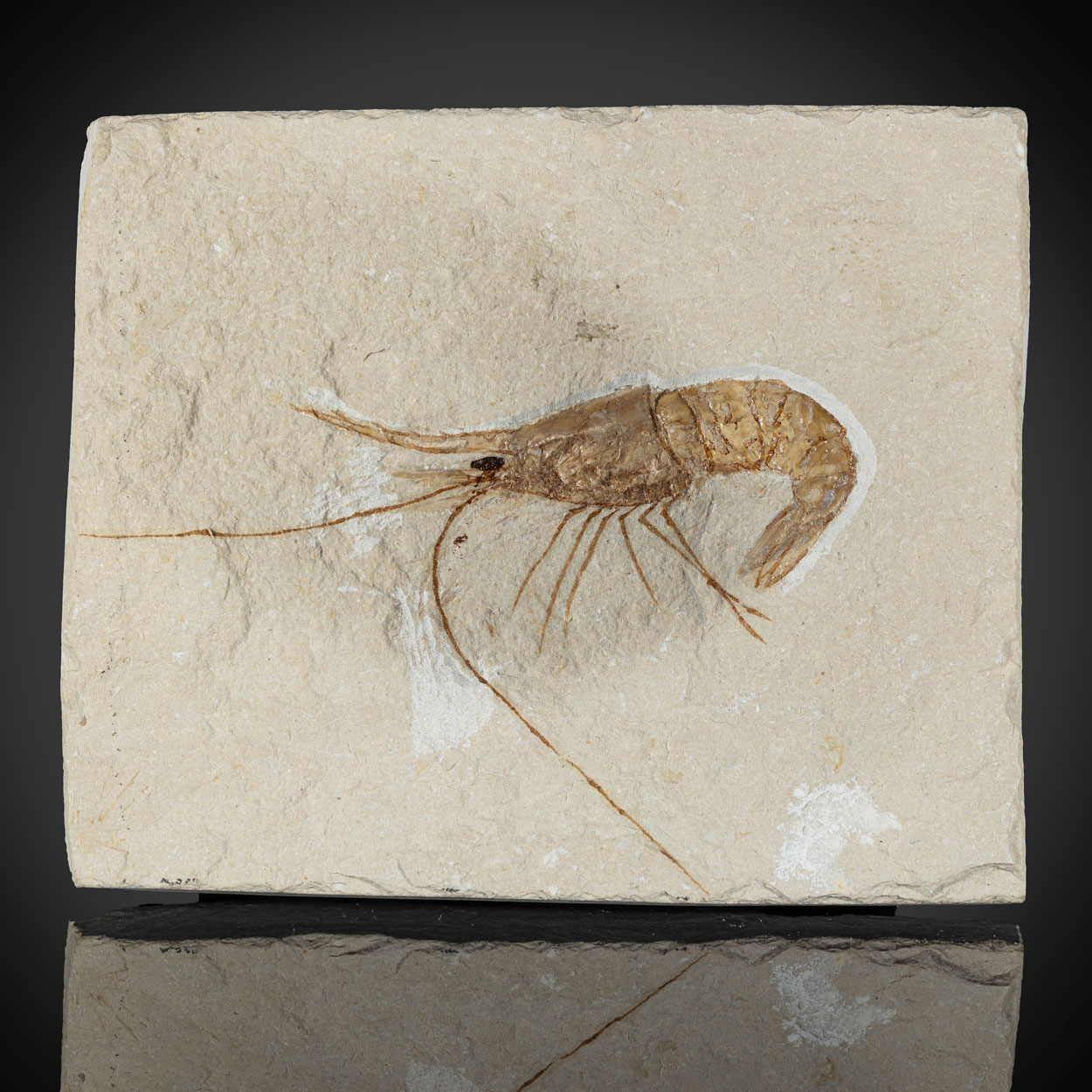 Fossil