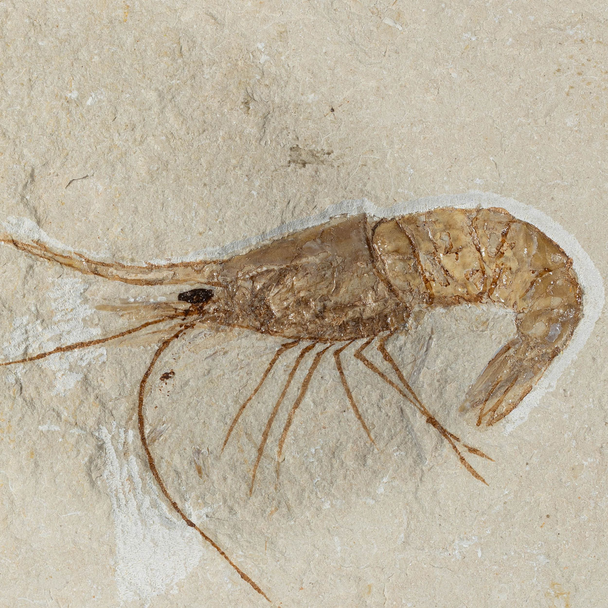 Fossil