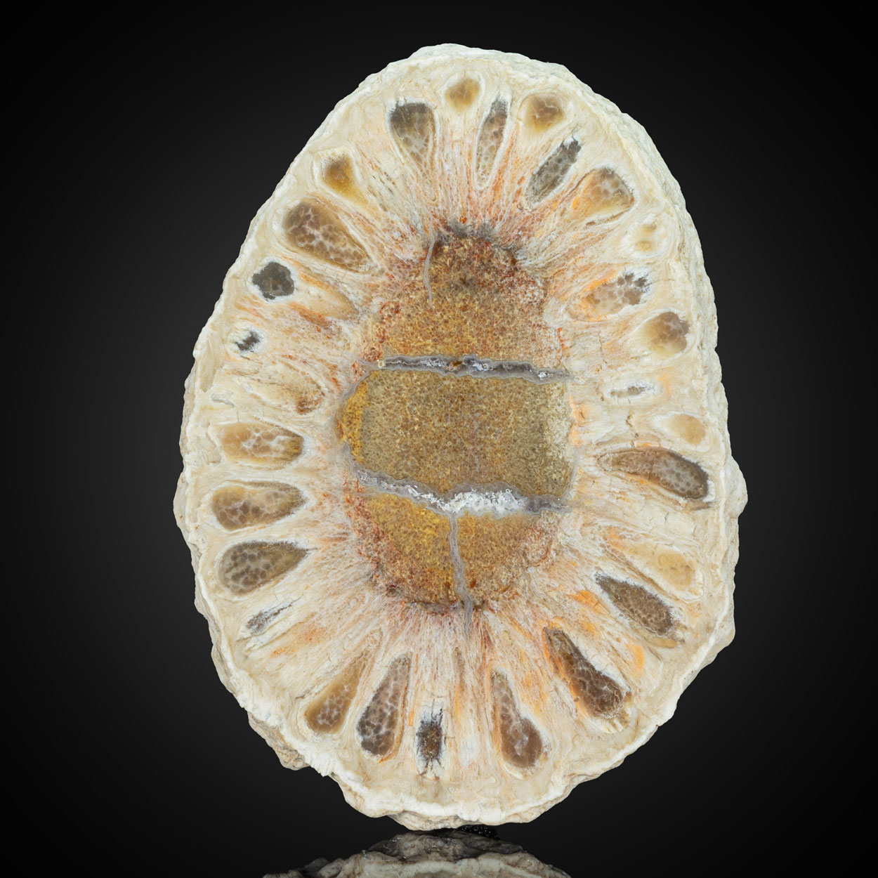 Fossil