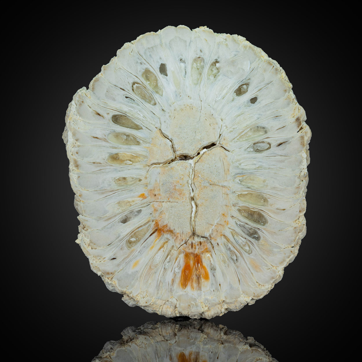 Fossil