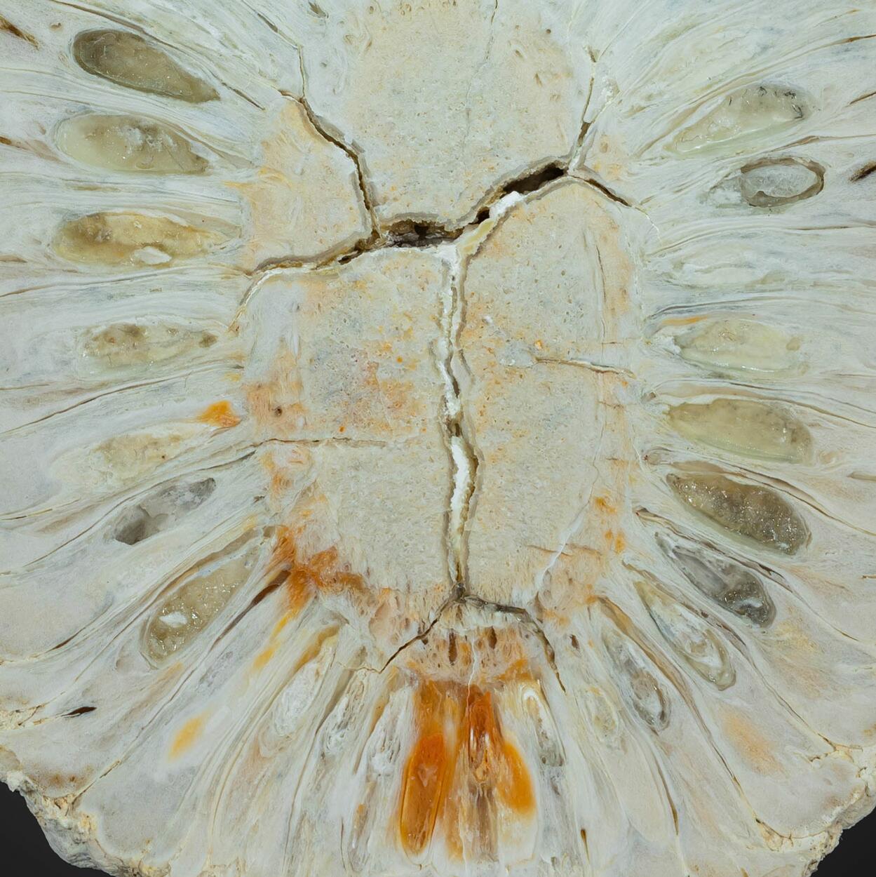 Fossil