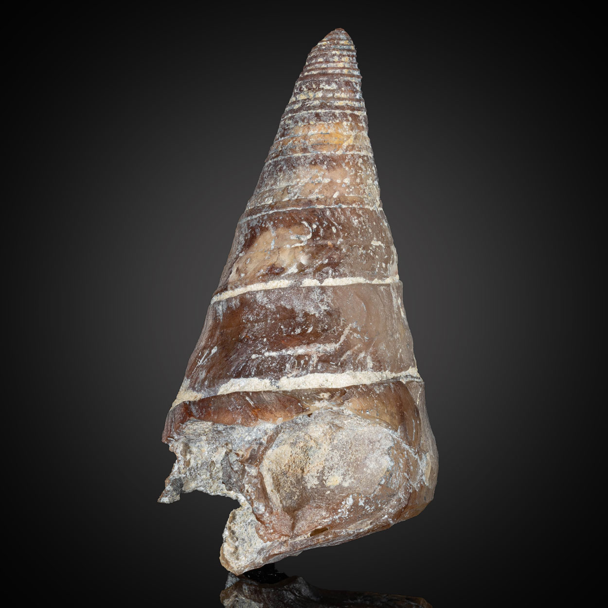 Agate & Fossil