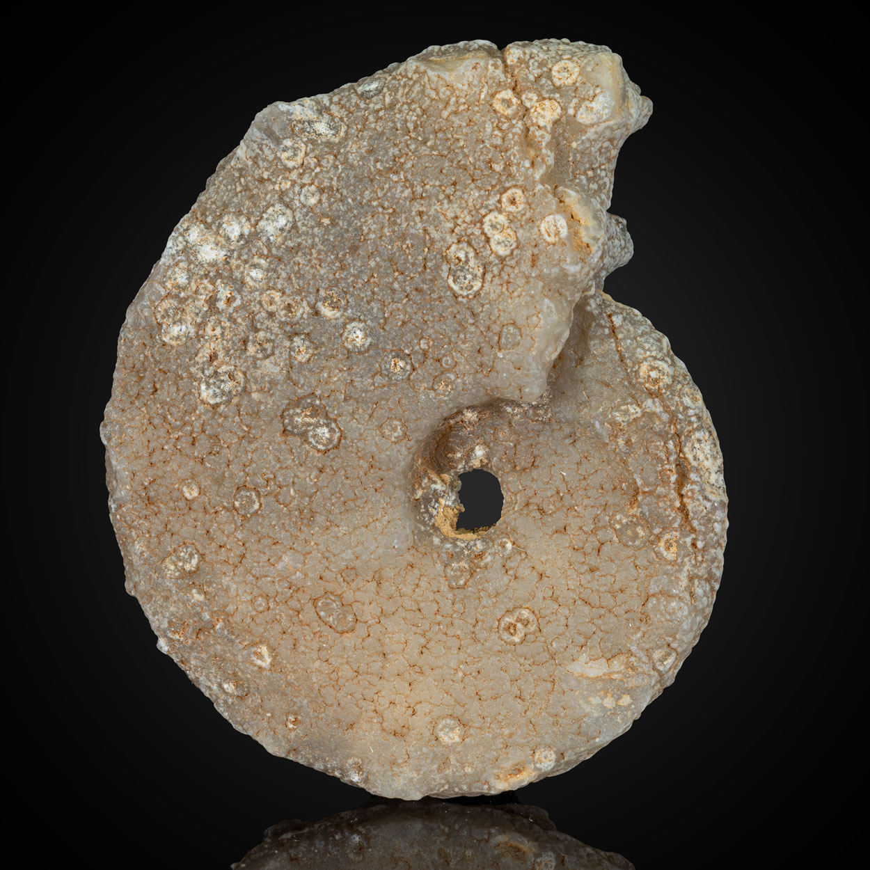 Chalcedony Psm Fossil