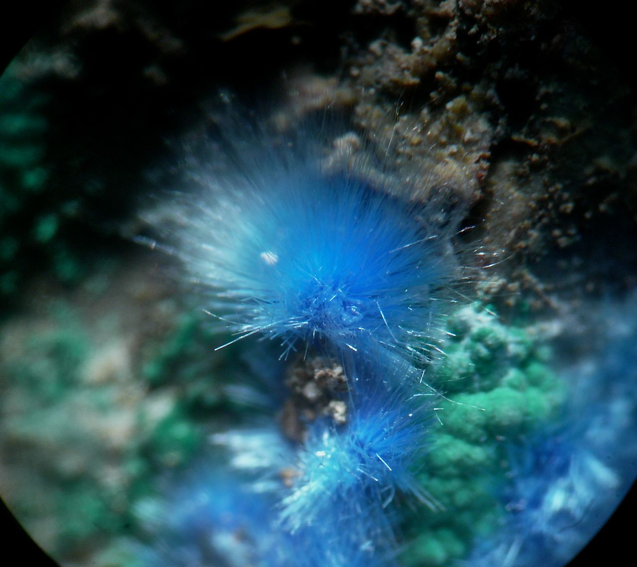 Cyanotrichite & Malachite