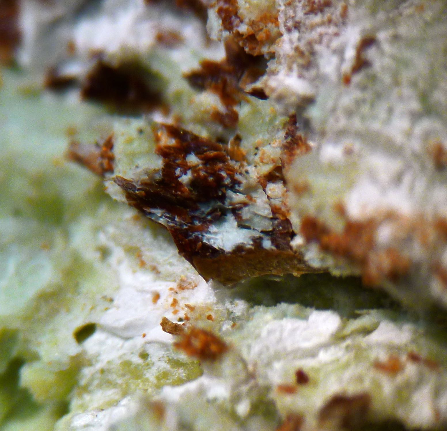 Pyroaurite & Serpentine