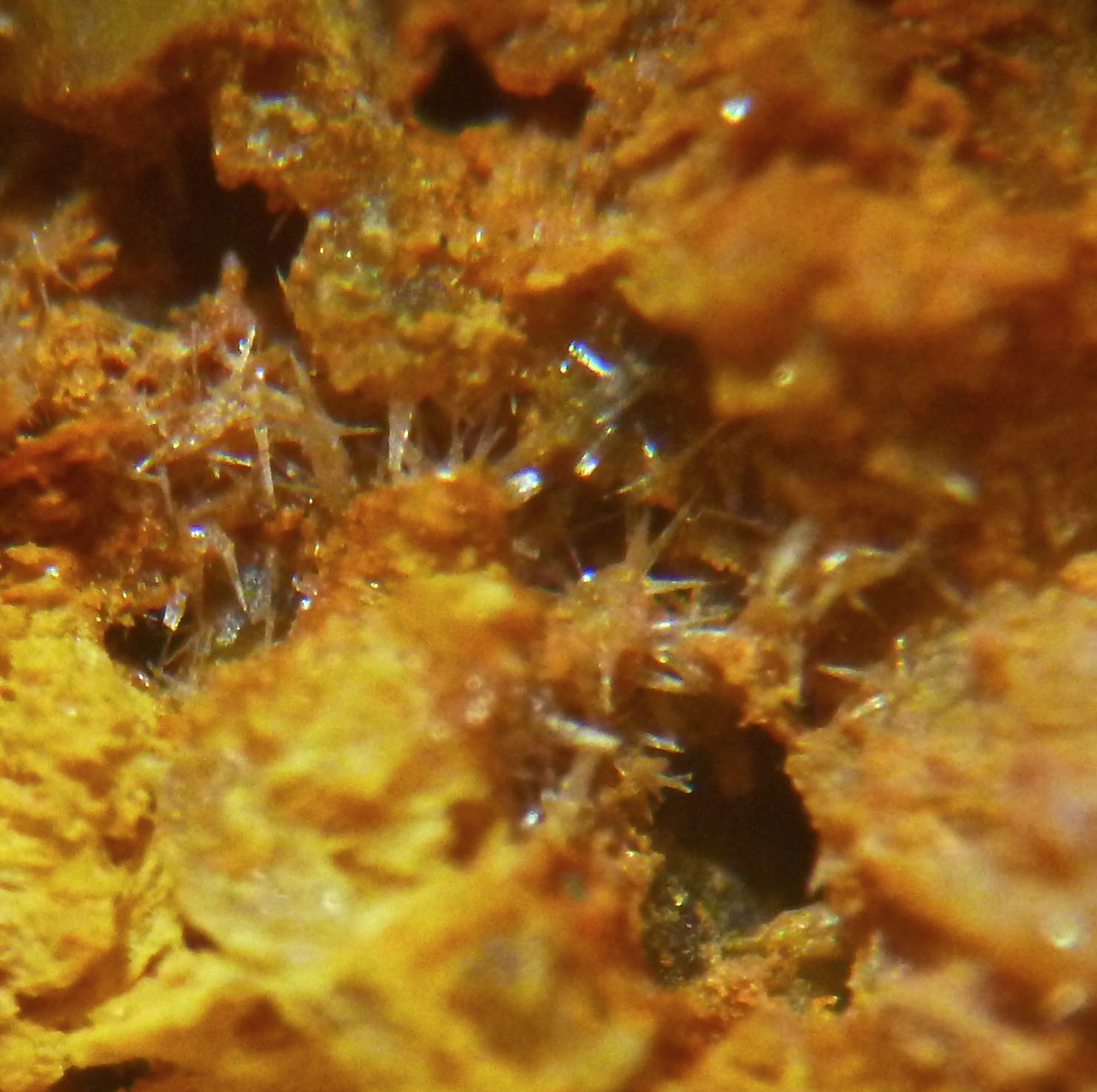 Bindheimite