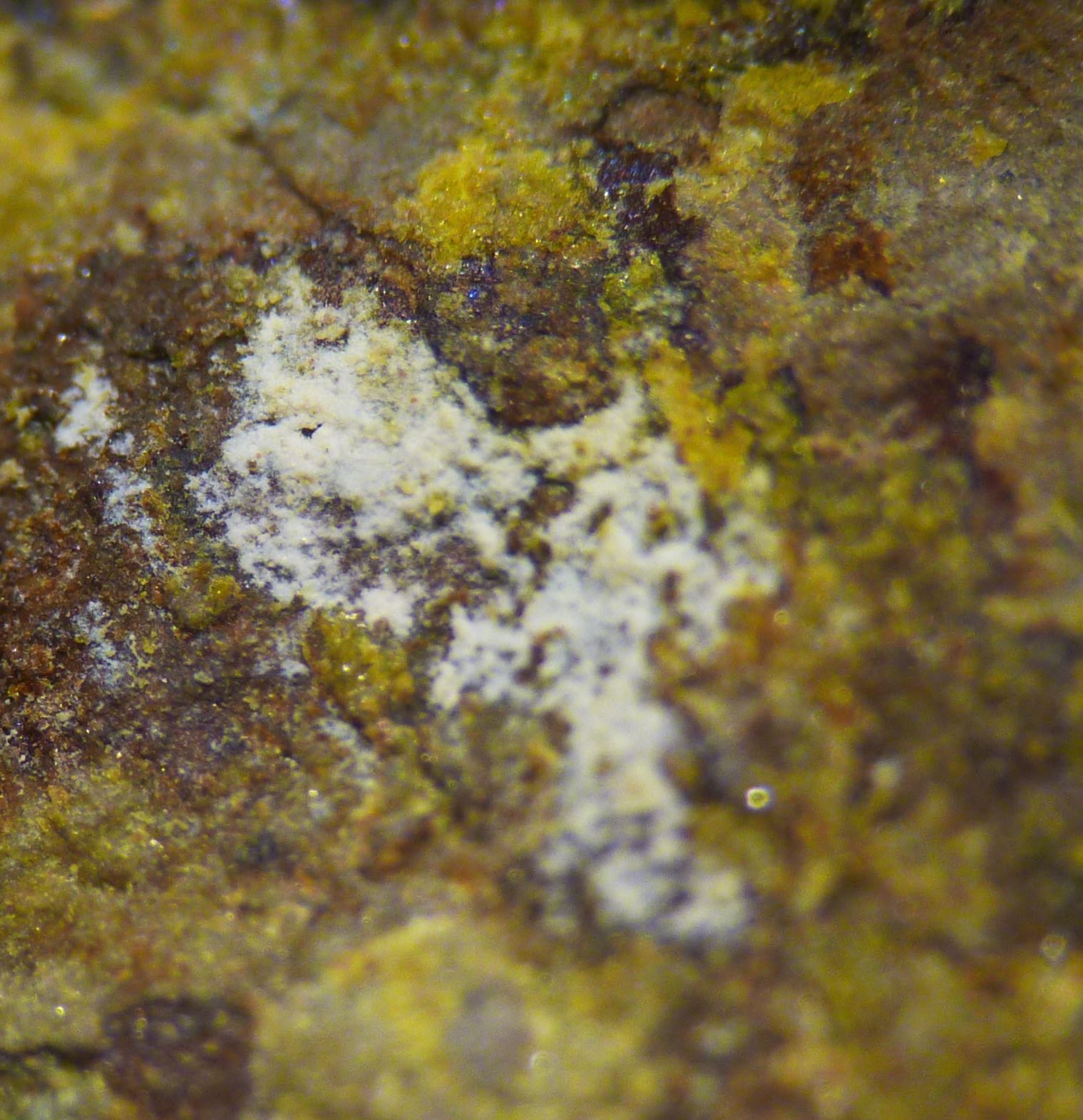 Schoderite & Vashegyite