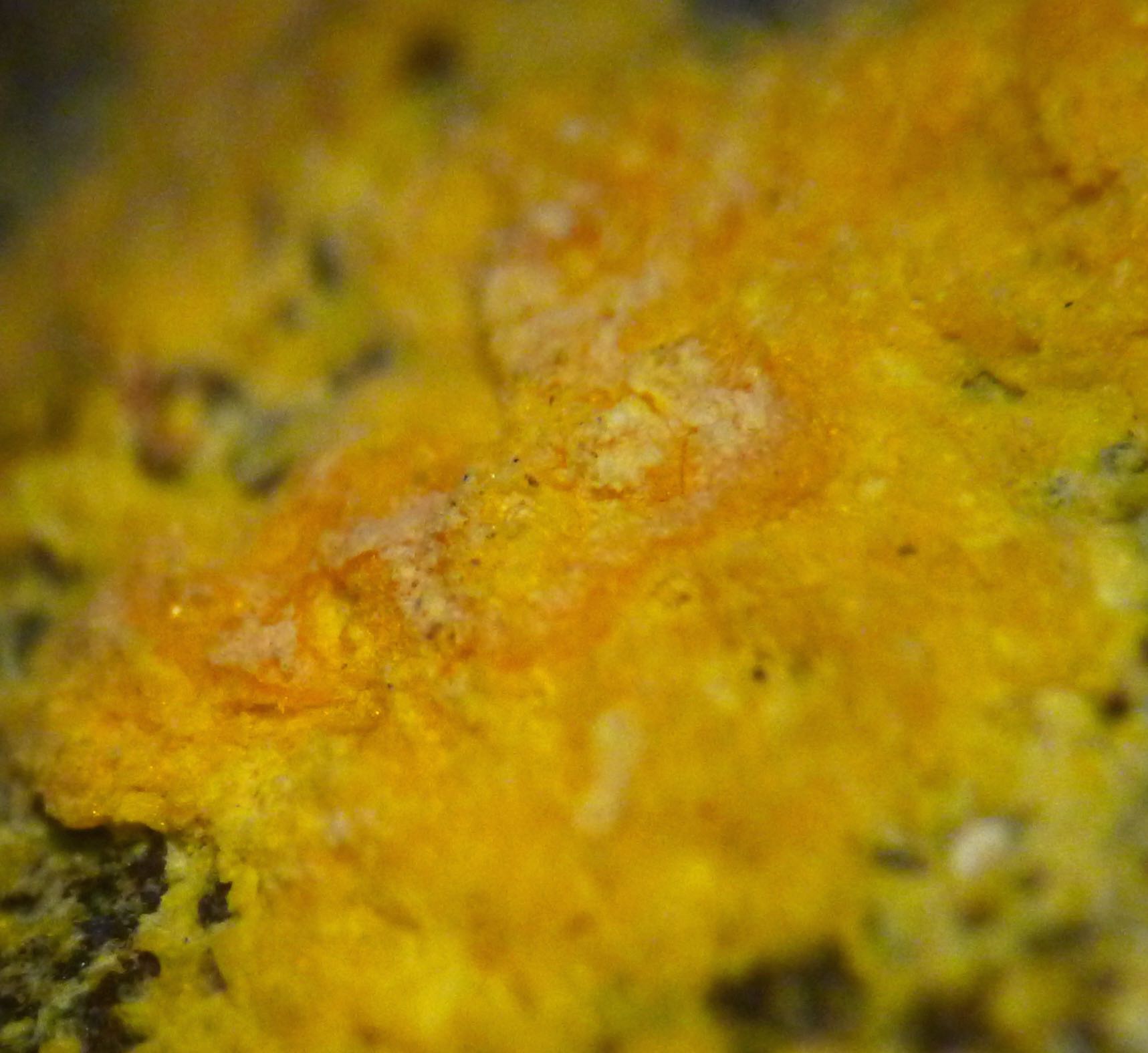 Schoderite & Vashegyite