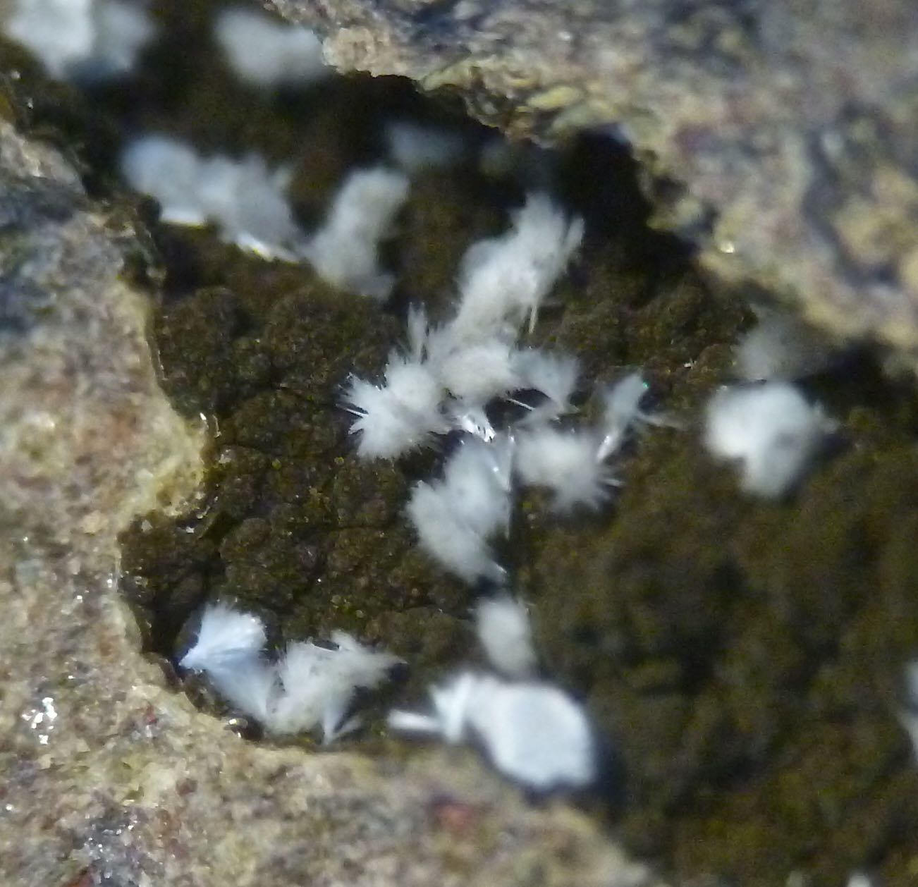 Ferrierite-Mg