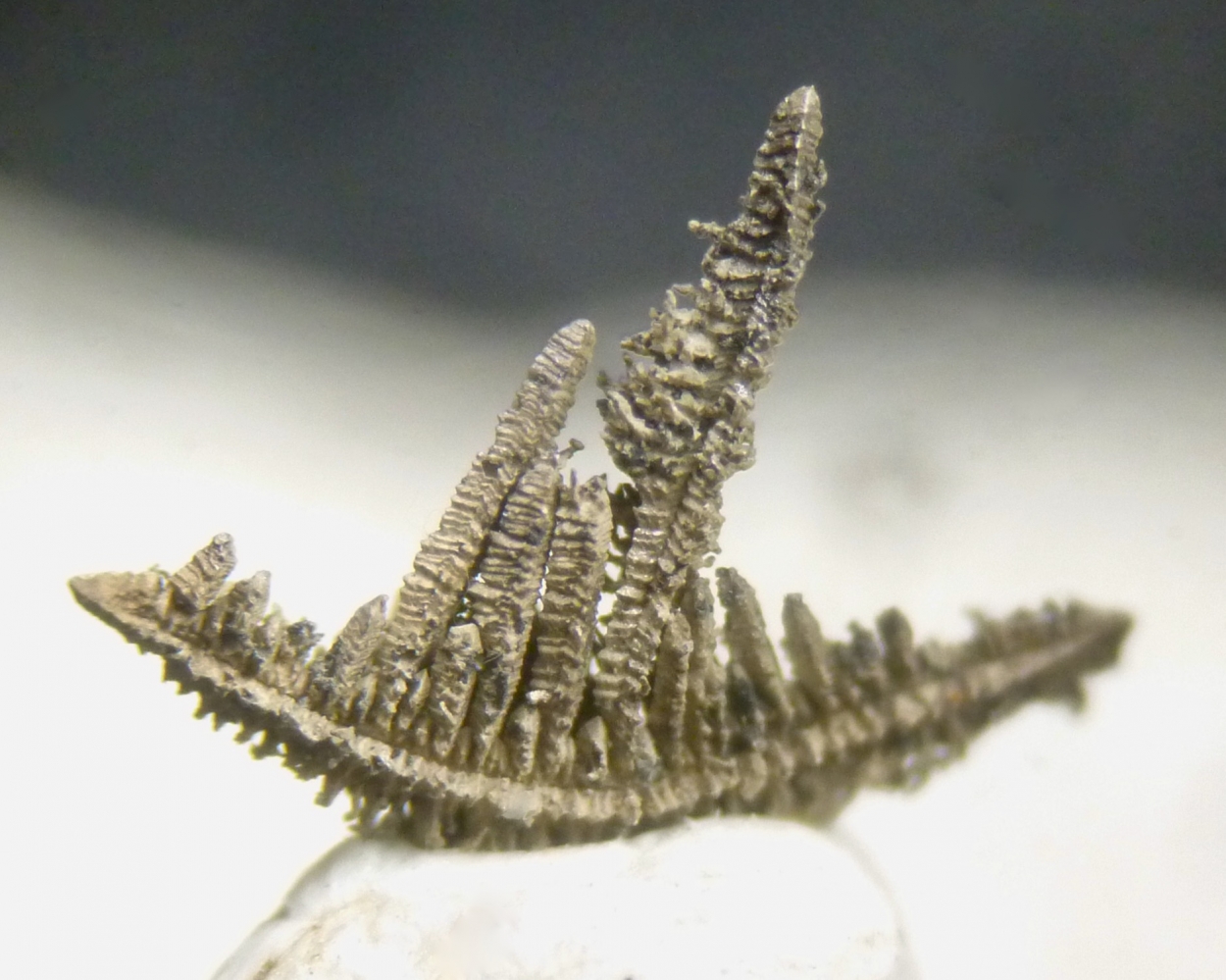 Native Silver
