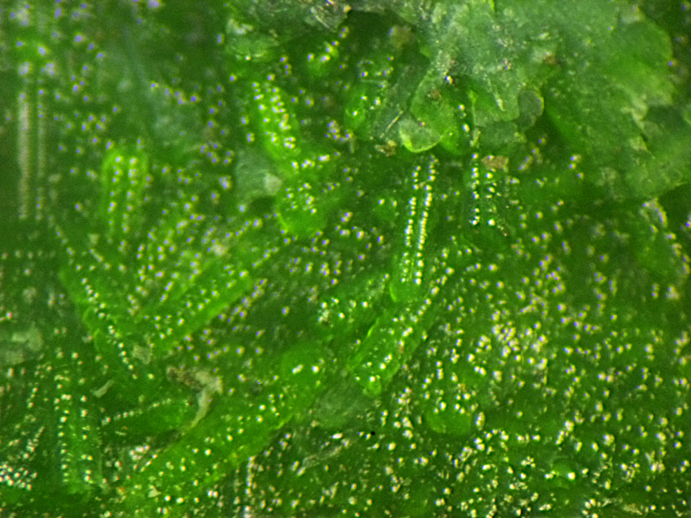 Zaratite