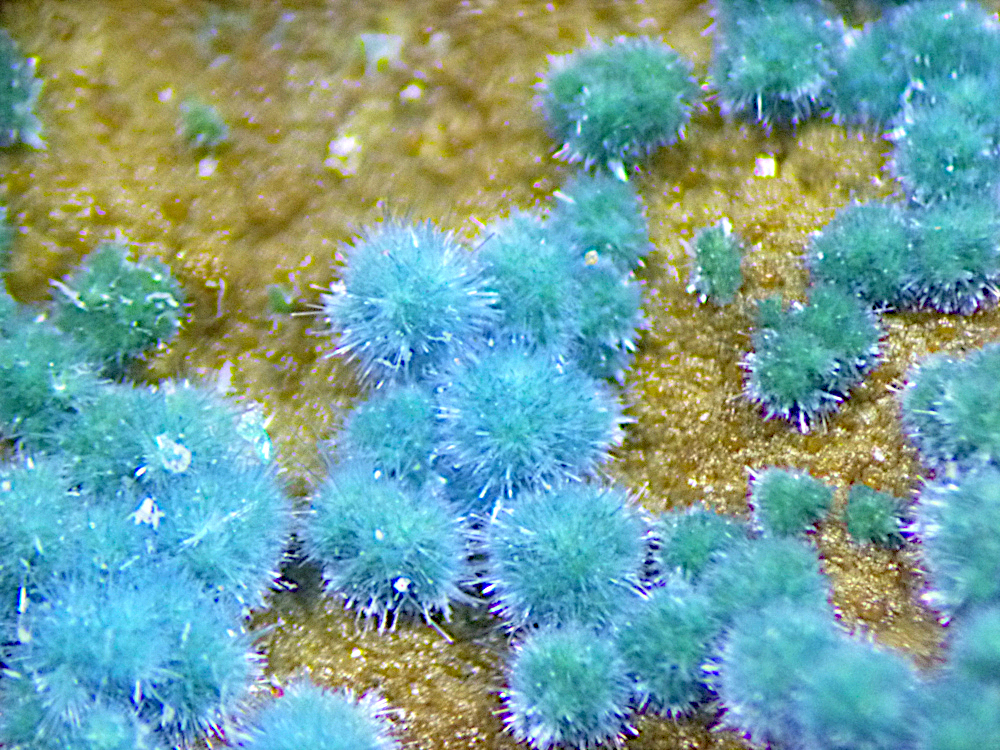 Cyanotrichite