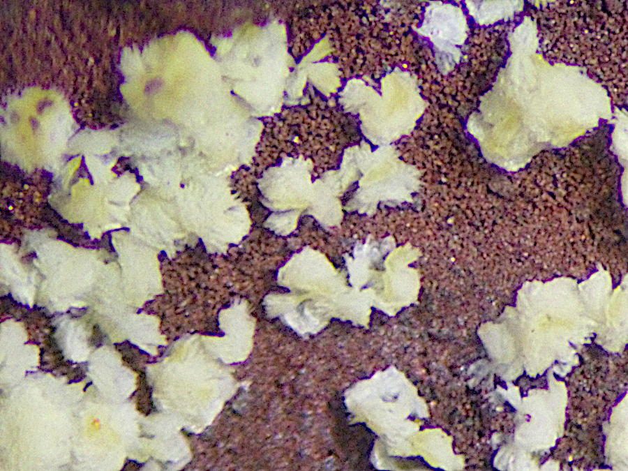 Mansfieldite