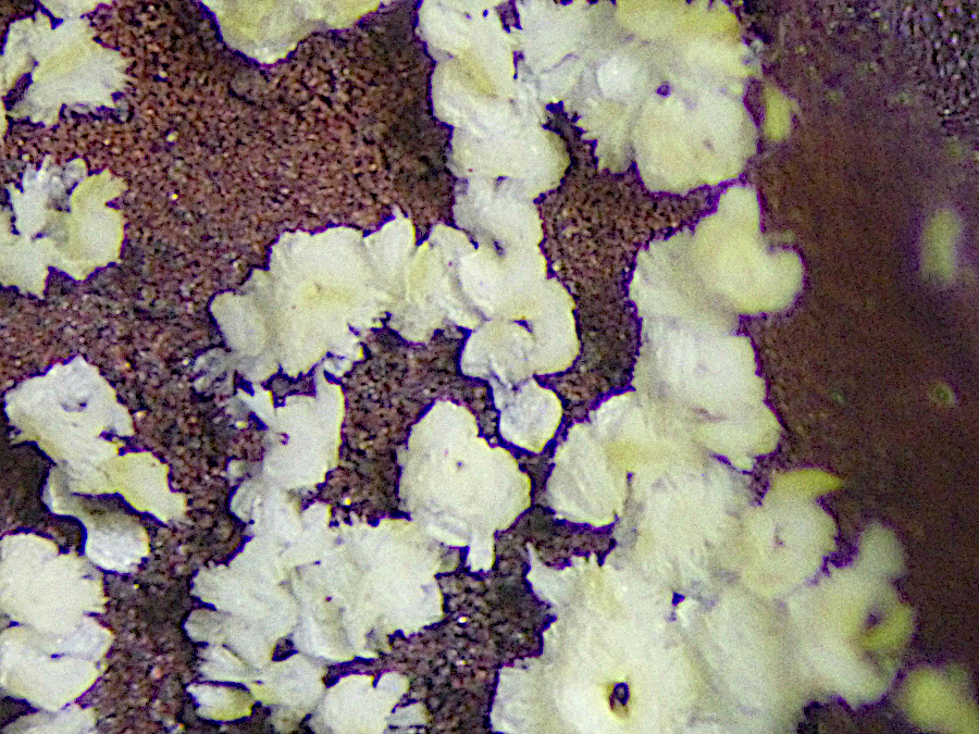 Mansfieldite