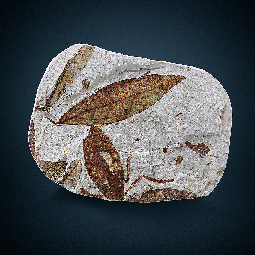 Fossil In Limestone