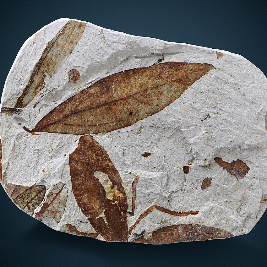Fossil In Limestone