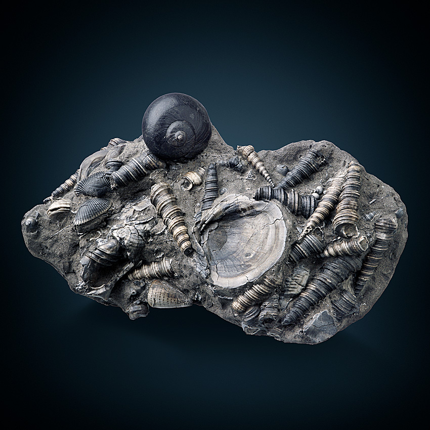 Fossil In Limestone